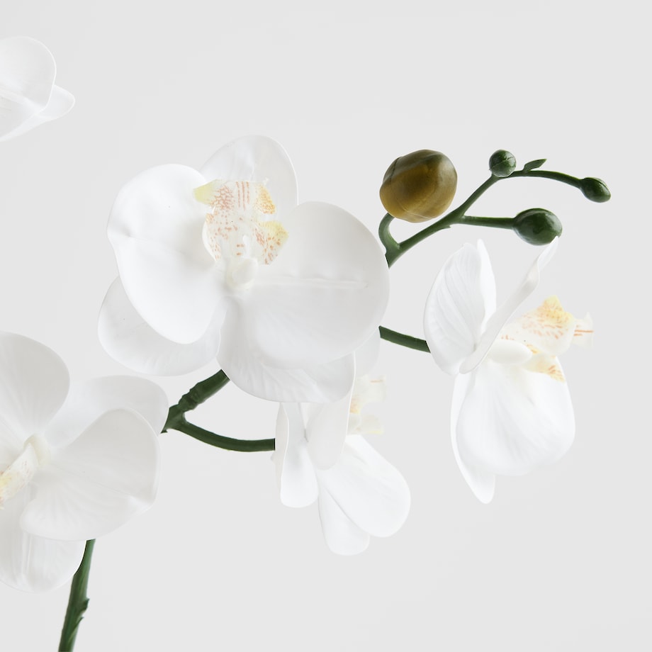 Stroik Orchitio z motywem roślinnym