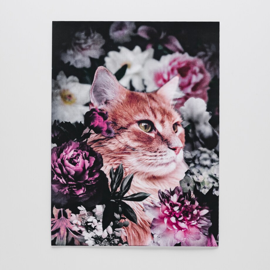 Plakat Cattie