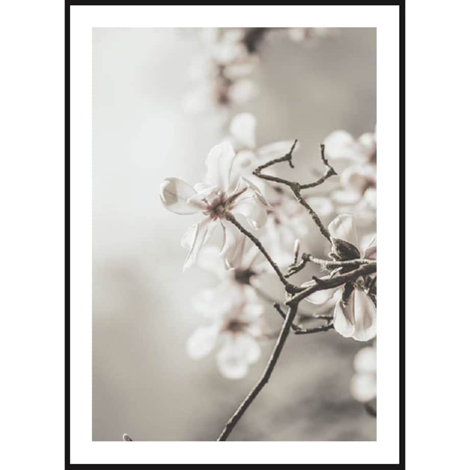 Poster Story, Plakat, Obraz - Białe Magnolie, wymiary 70 x 100 cm