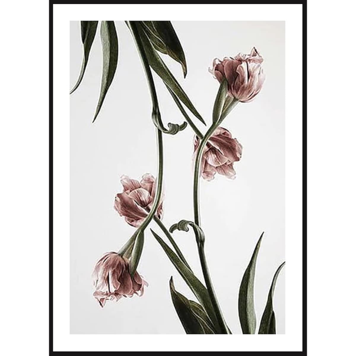 Poster Story, Plakat, Obraz - Różowe Tulipany No4