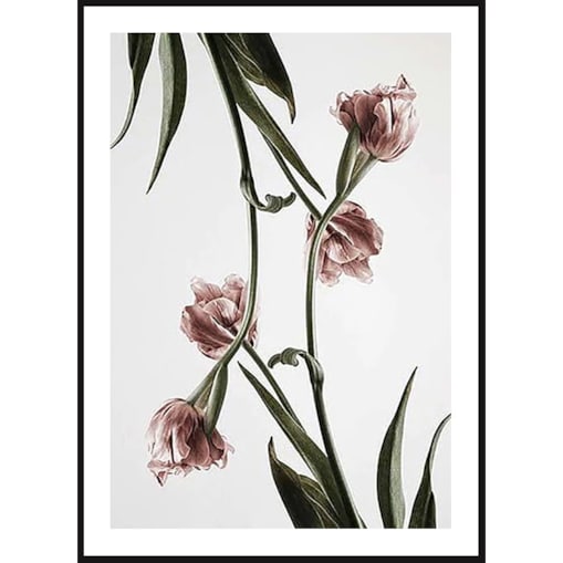 Poster Story, Plakat, Obraz - Różowe Tulipany No4