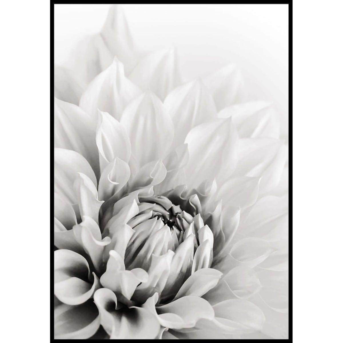 plakat dalia 70x100 cm