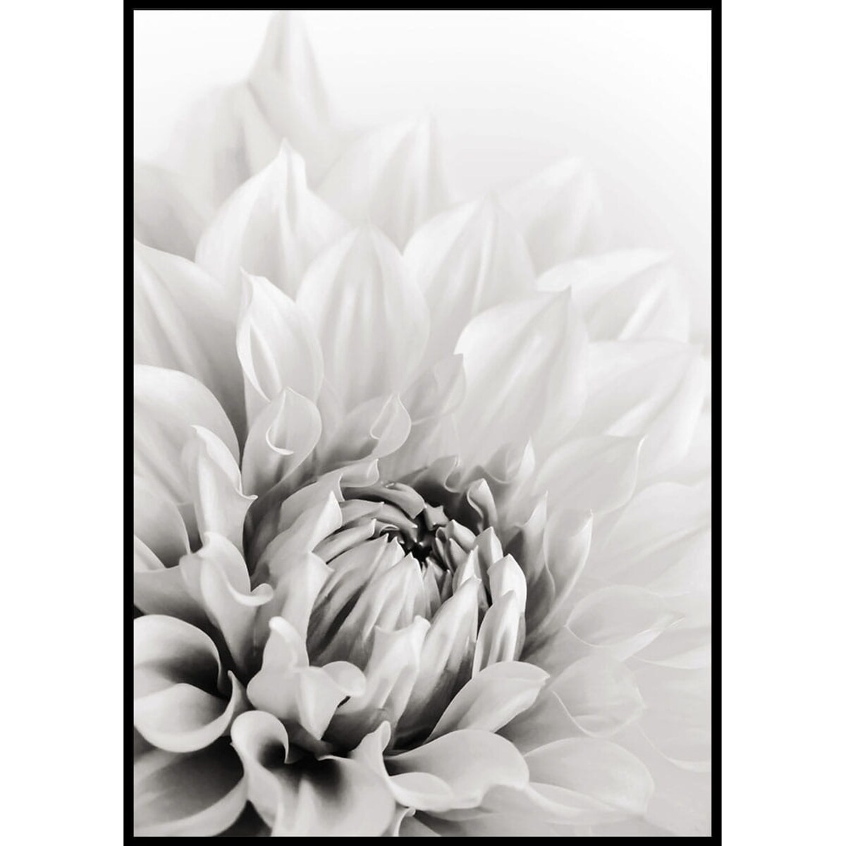 plakat dalia 70x100 cm