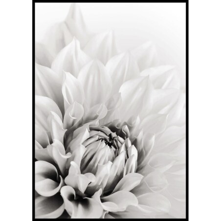 plakat dalia 70x100 cm