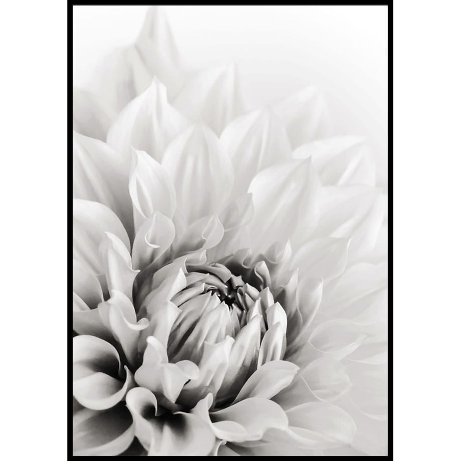 plakat dalia 70x100 cm