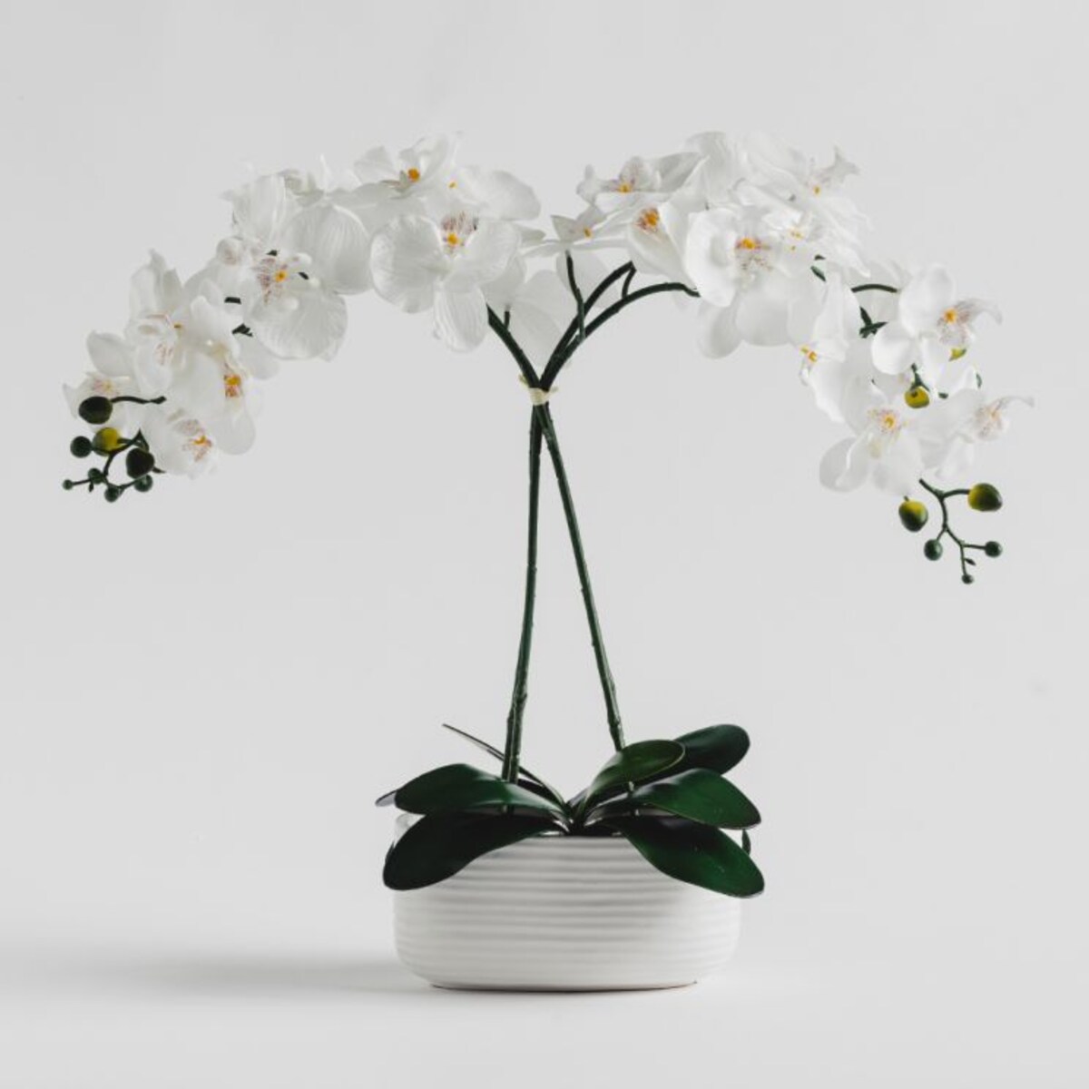 Stroik Orchidis