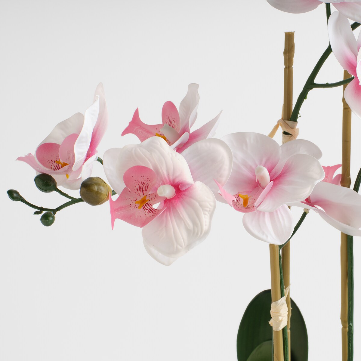 Stroik Orchillo z motywem roślinnym