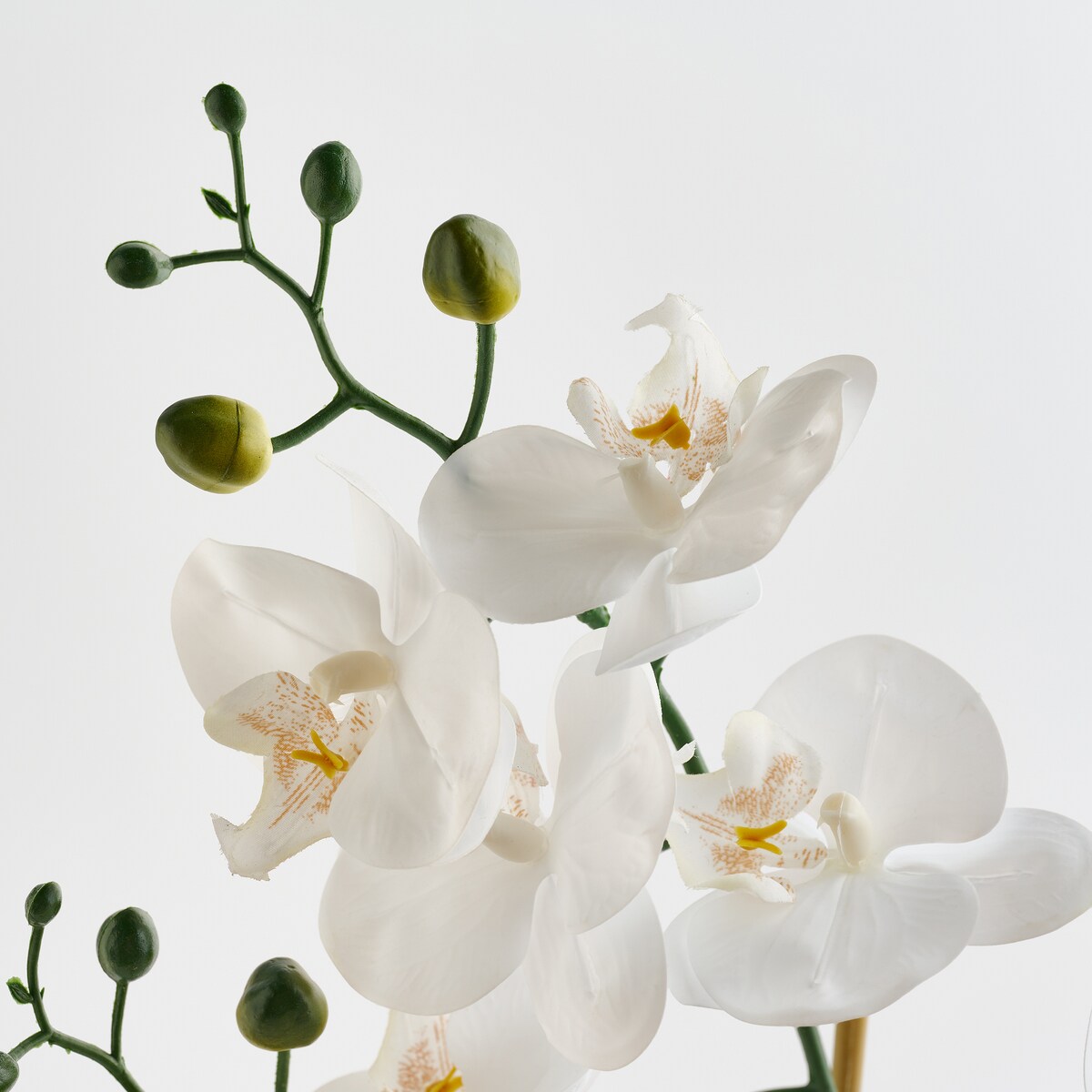 Stroik Orchesio z motywem roślinnym