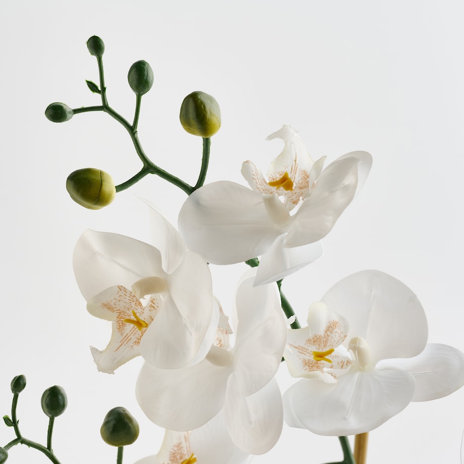 Stroik Orchesio z motywem roślinnym