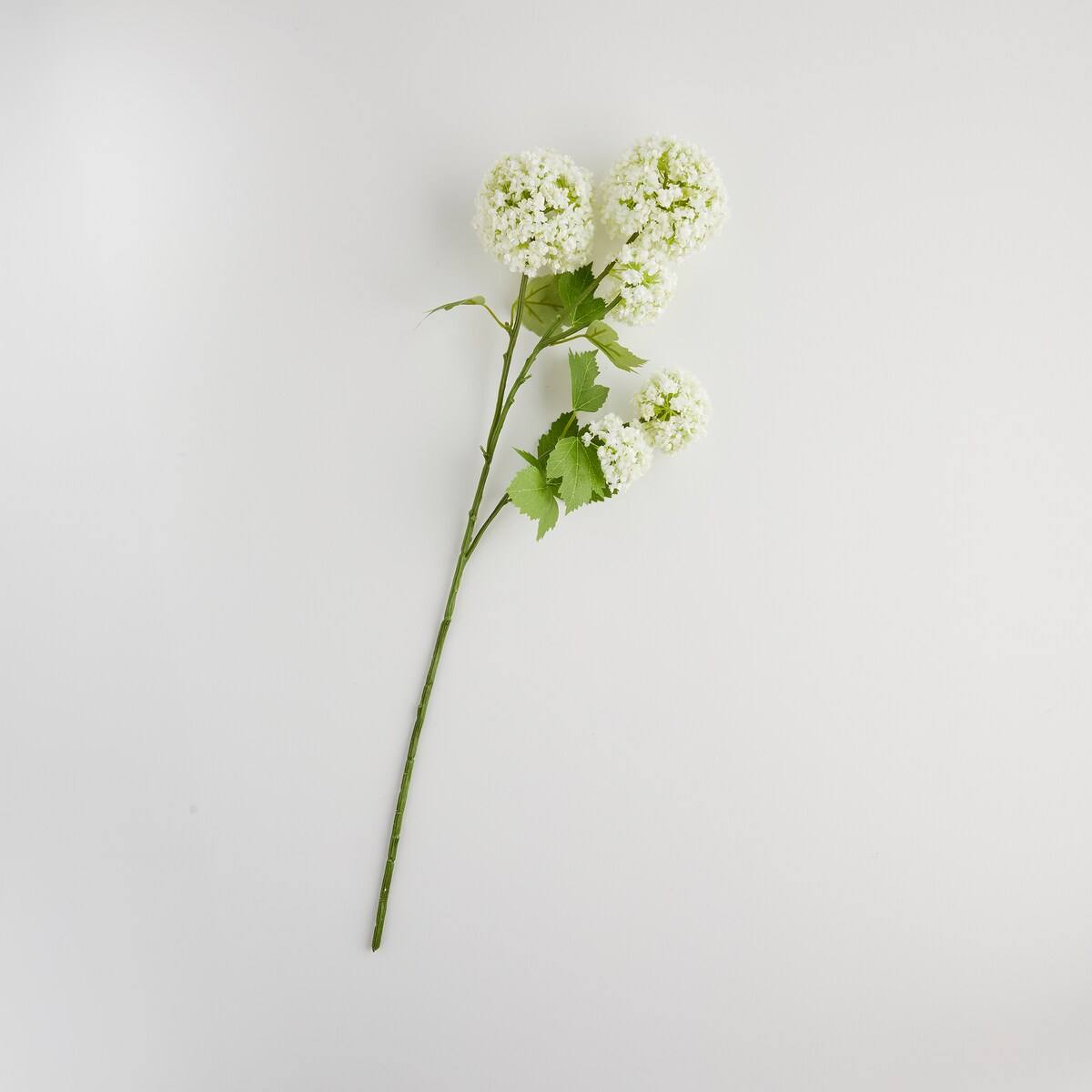 Kwiat Serosa z motywem roślinnym