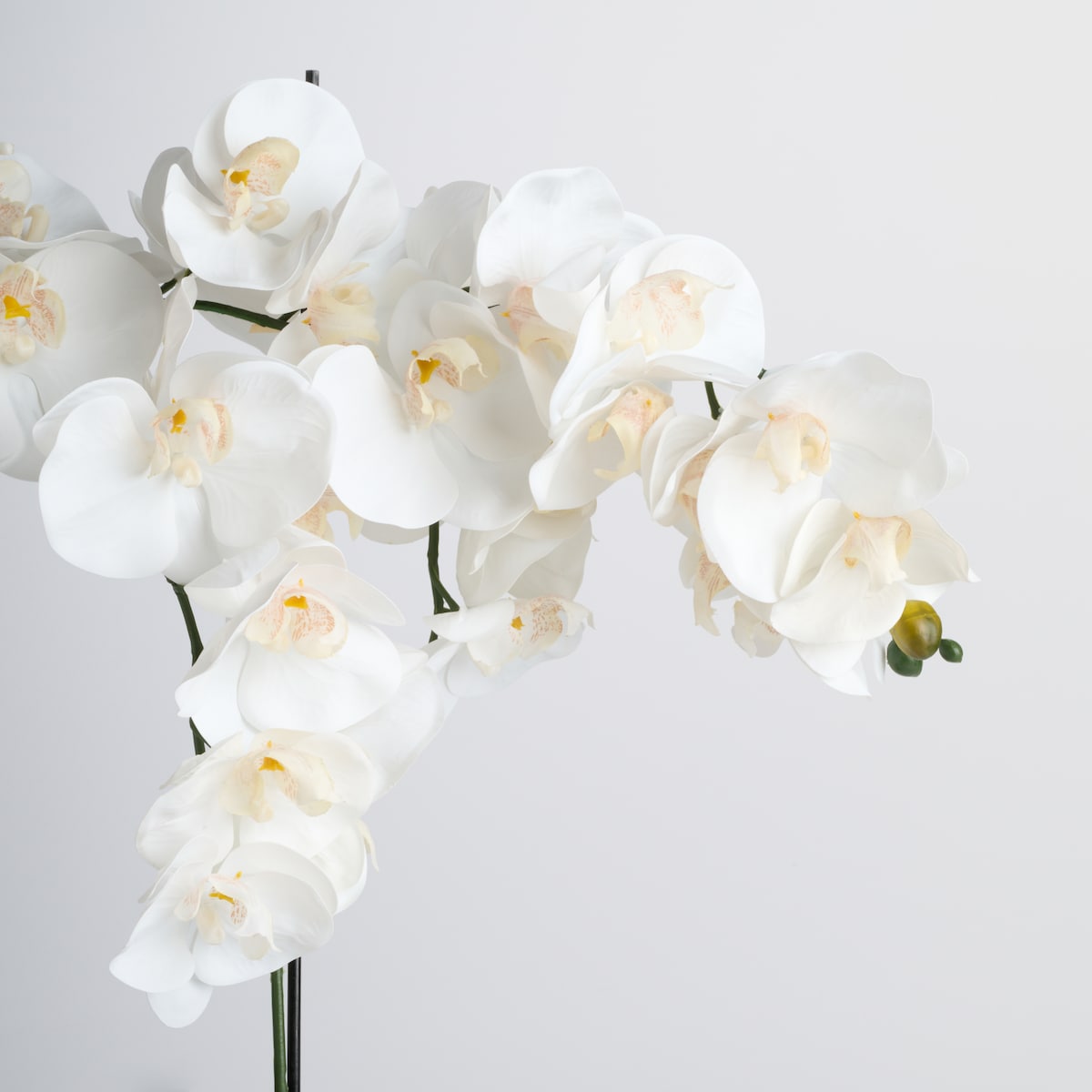 Stroik Orchianum big z motywem roślinnym
