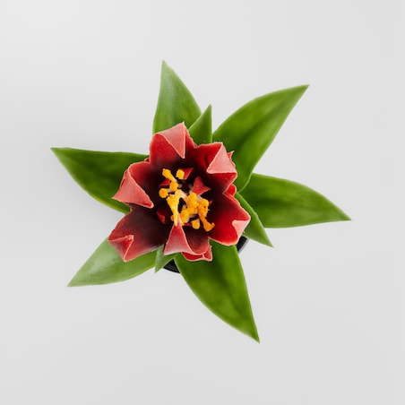 Stroik Pedito z motywem tropikalnym