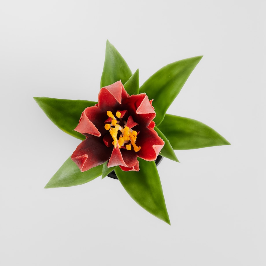 Stroik Pedito z motywem tropikalnym