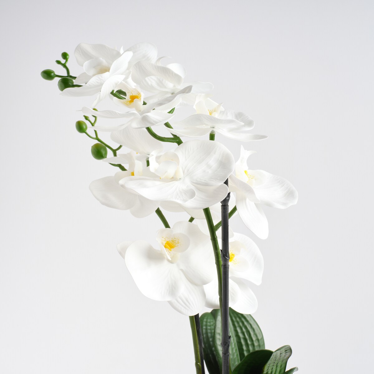 Stroik Orchalica z motywem roślinnym