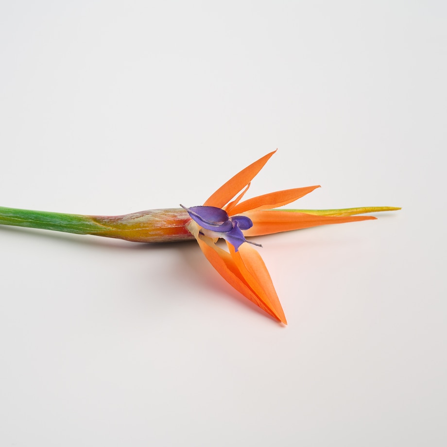 Kwiat Strelitio z motywem tropikalnym