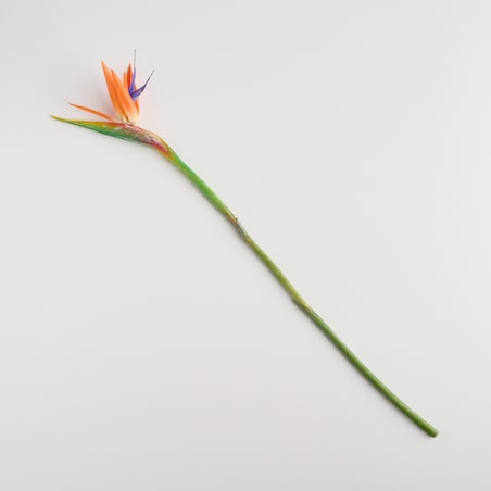 Kwiat Strelitio z motywem tropikalnym