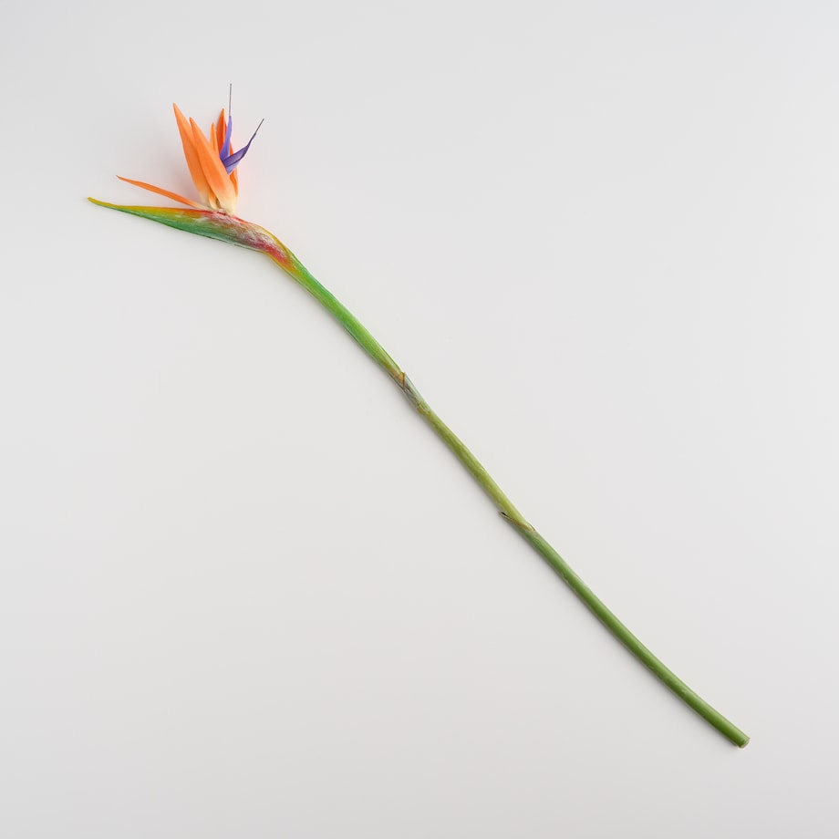 Kwiat Strelitio z motywem tropikalnym