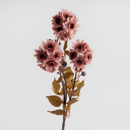 Kwiat Daisy