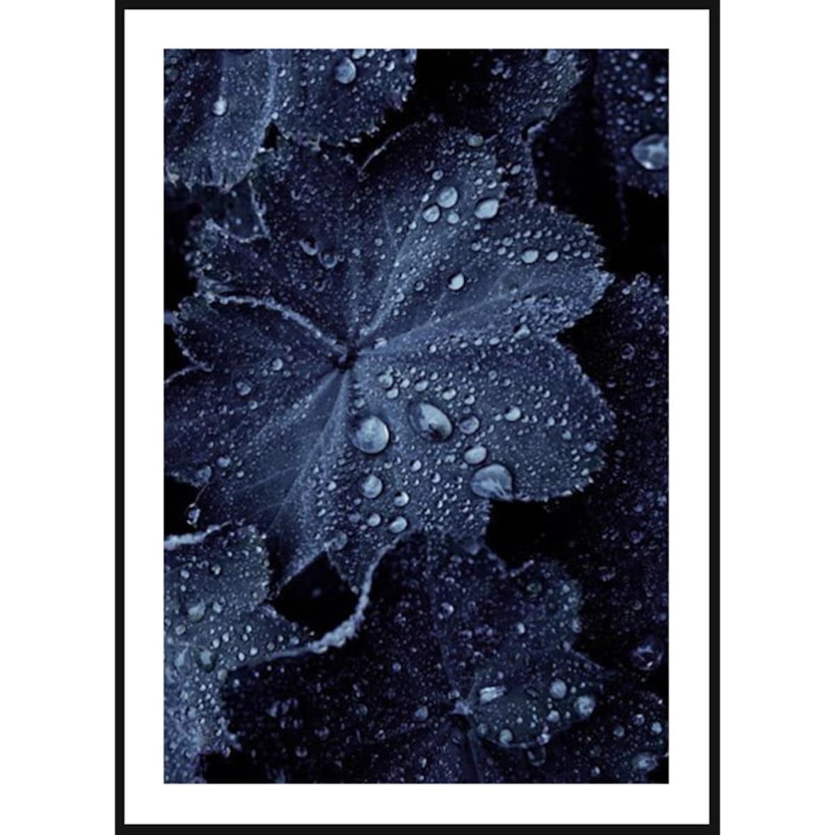 Poster Story, Plakat, Obraz - Krople Wody na Niebieskim Liściu, wymiary 21 x 30 cm
