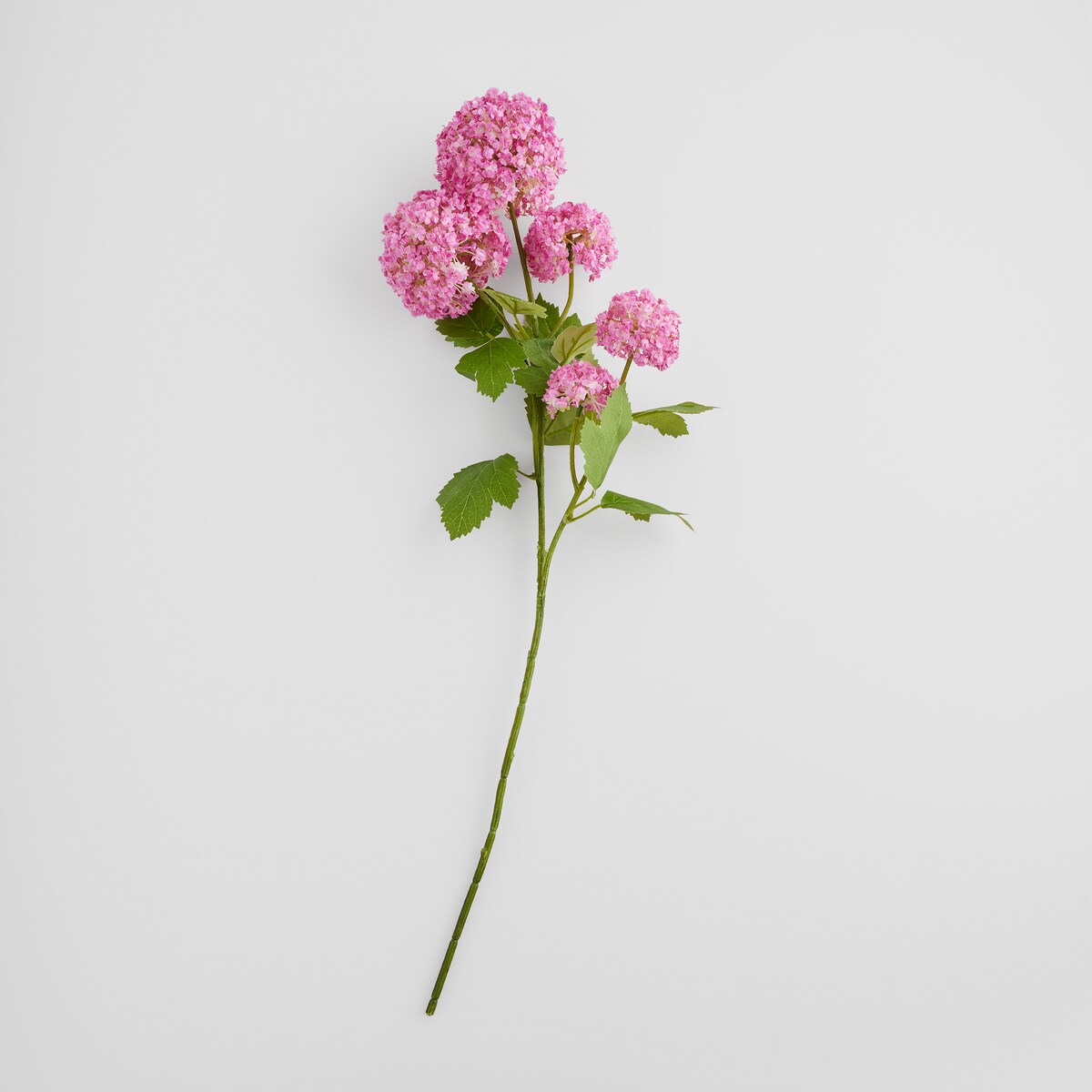 Kwiat Serosa z motywem roślinnym