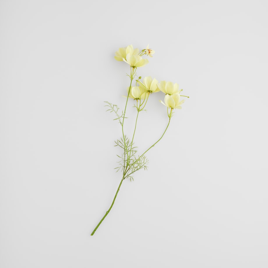 Kwiat Magnoly z motywem kwiatowym