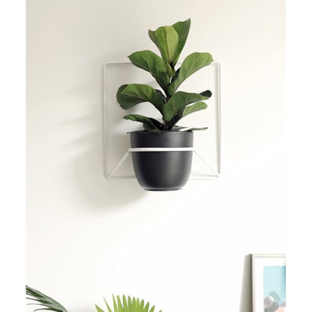 Kwietnik Jeno biały