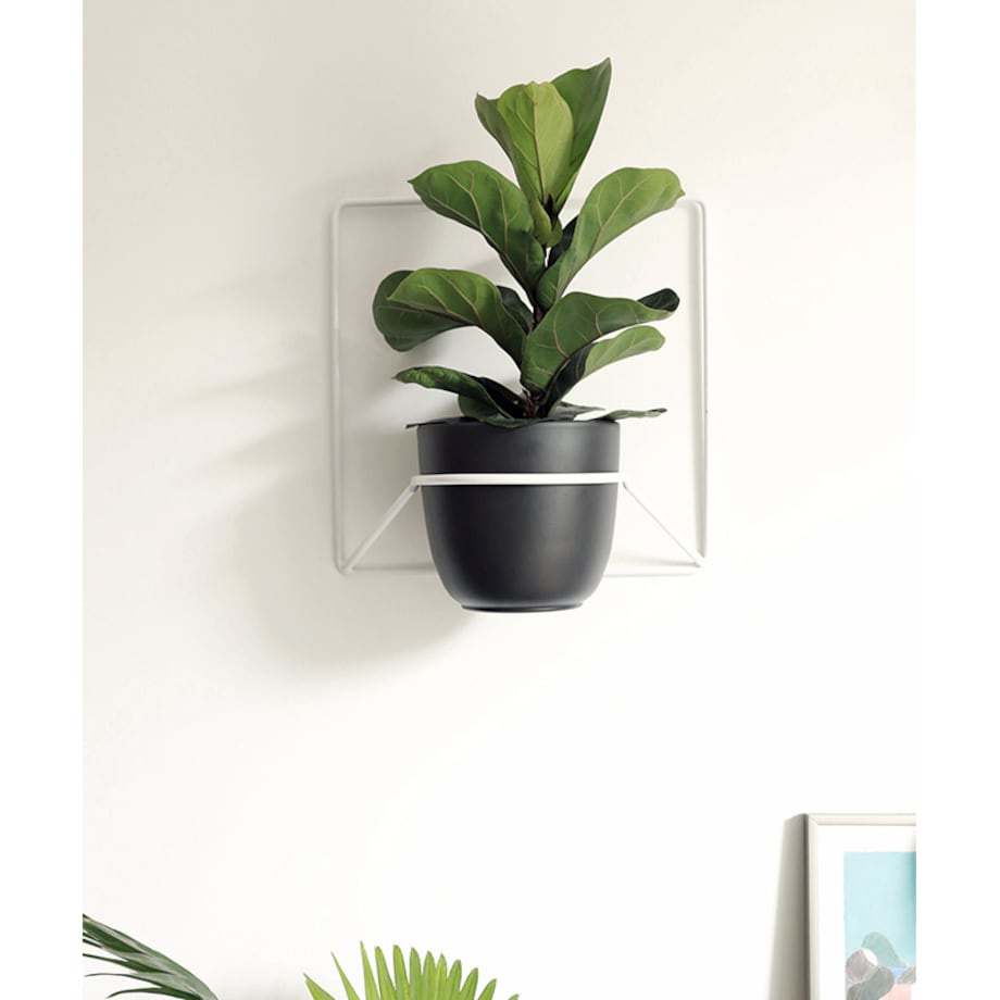 Kwietnik Jeno biały