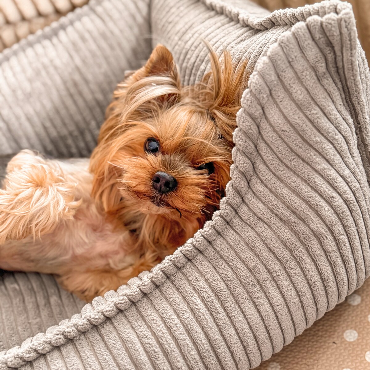 Ortopedyczne sztruksowe legowisko dla psa HUGO, 60x40 cm, Beż