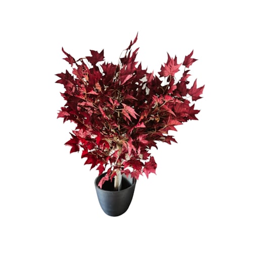 Drzewo klon bordowy na naturalnym pniu 120 cm