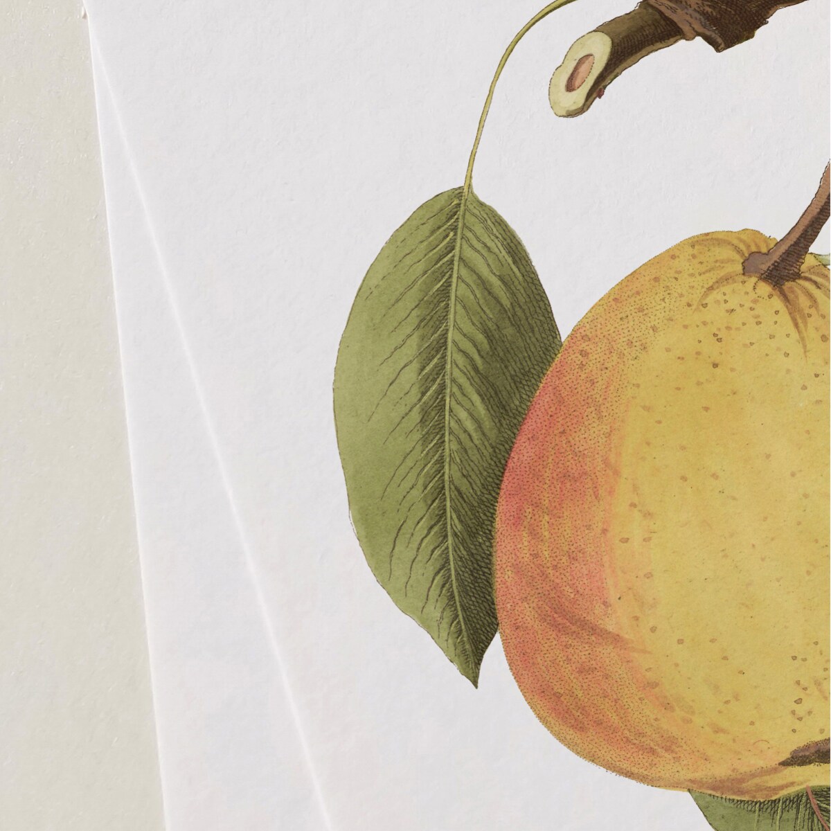 Plakat dojrzała gruszka 21x30cm