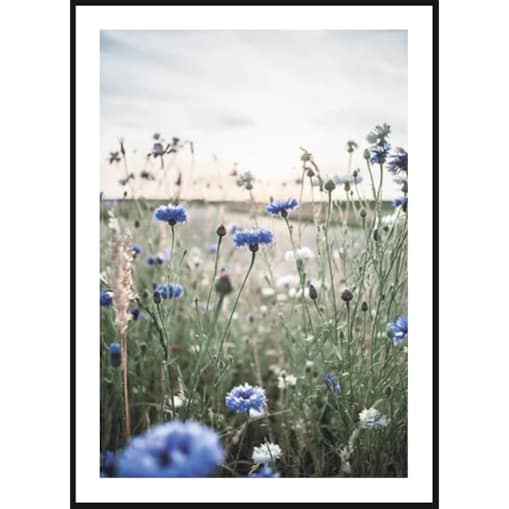 Poster Story, Plakat, Obraz - Polne Chabry, wymiary 60 x 84 cm