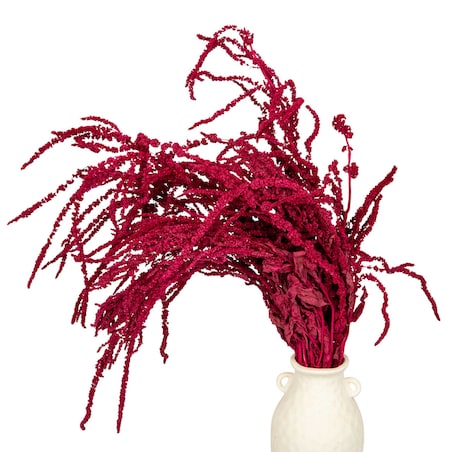 Amarantus Stabilizowany Bordowy