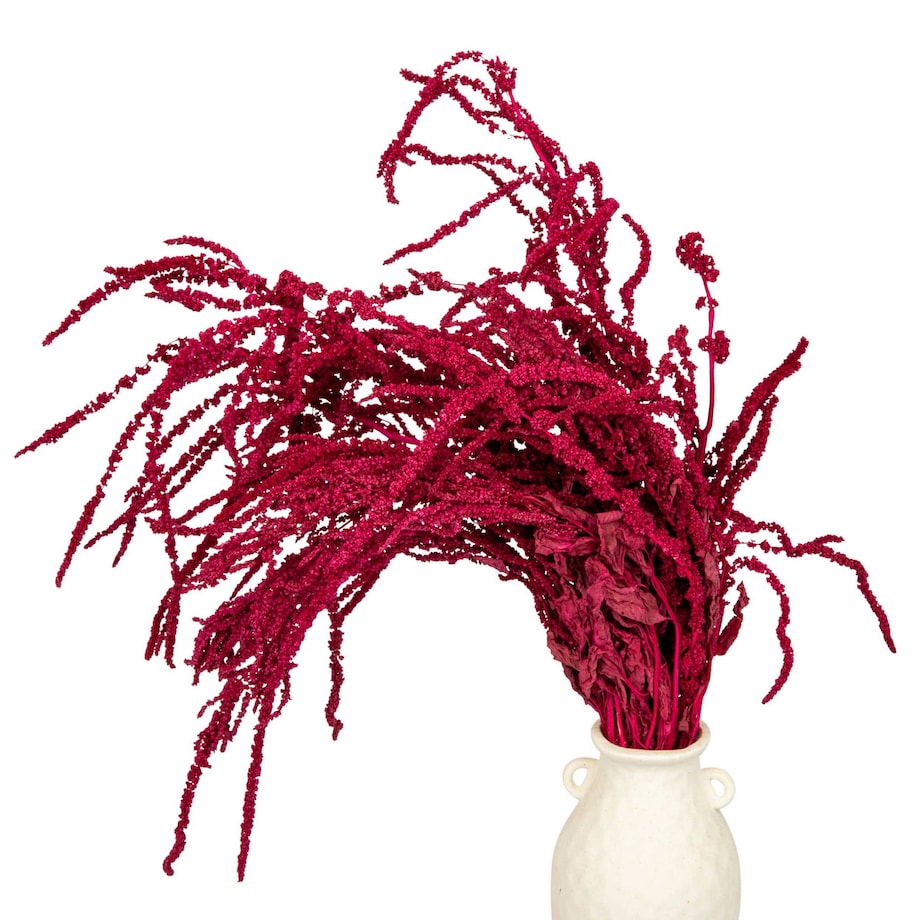 Amarantus Stabilizowany Bordowy