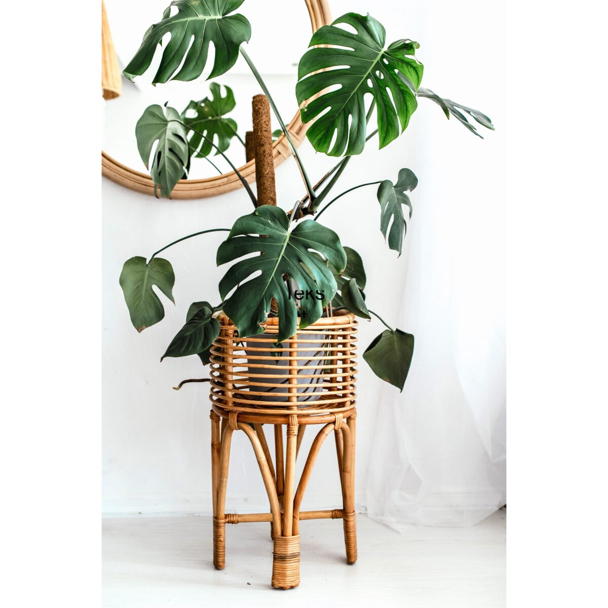 KWIETNIK POLLIE L NATURALNY