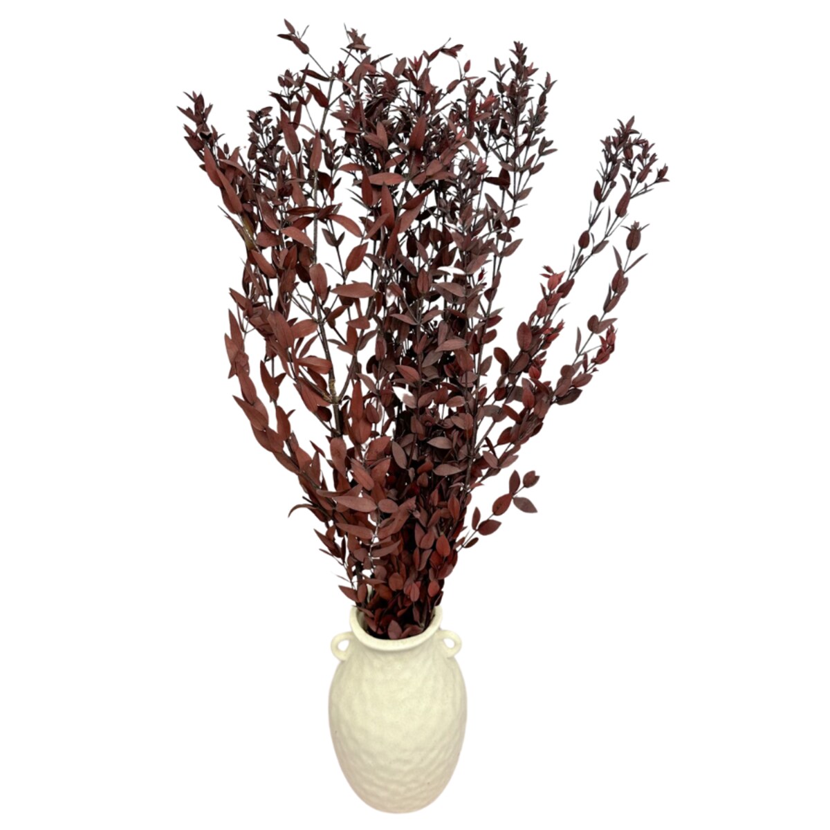 Eukaliptus stabilizowany Parvi (Parvifolia) czerwony