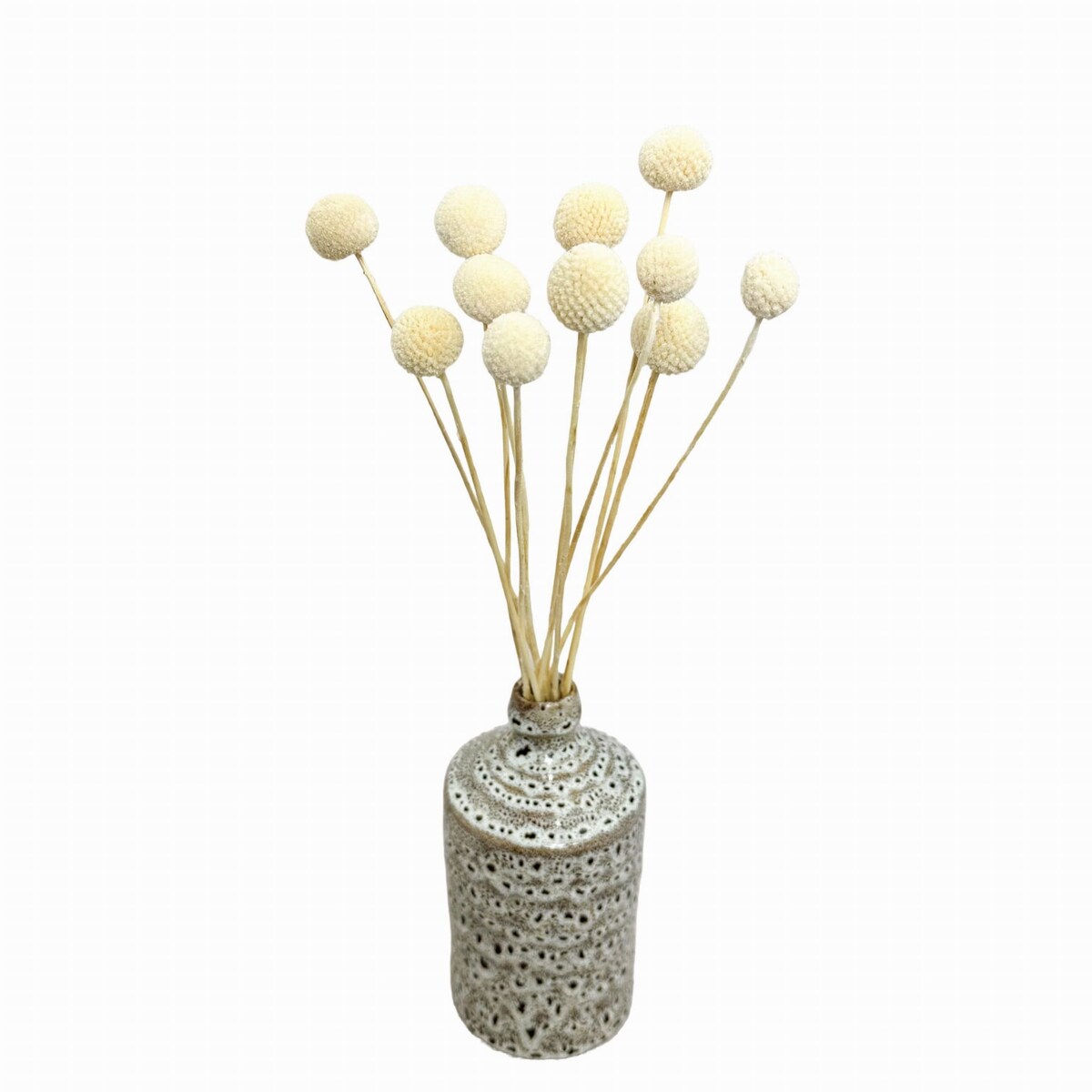 Suszona kraspedia bielona ok. 12 szt.