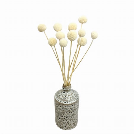 Suszona kraspedia bielona ok. 12 szt.