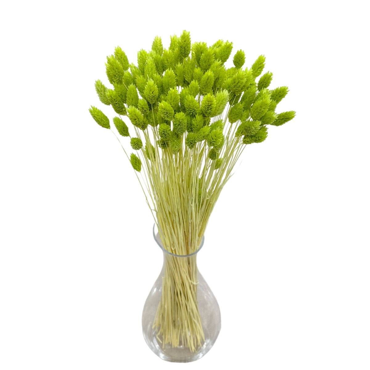 Phalaris Suszony Jasnozielony