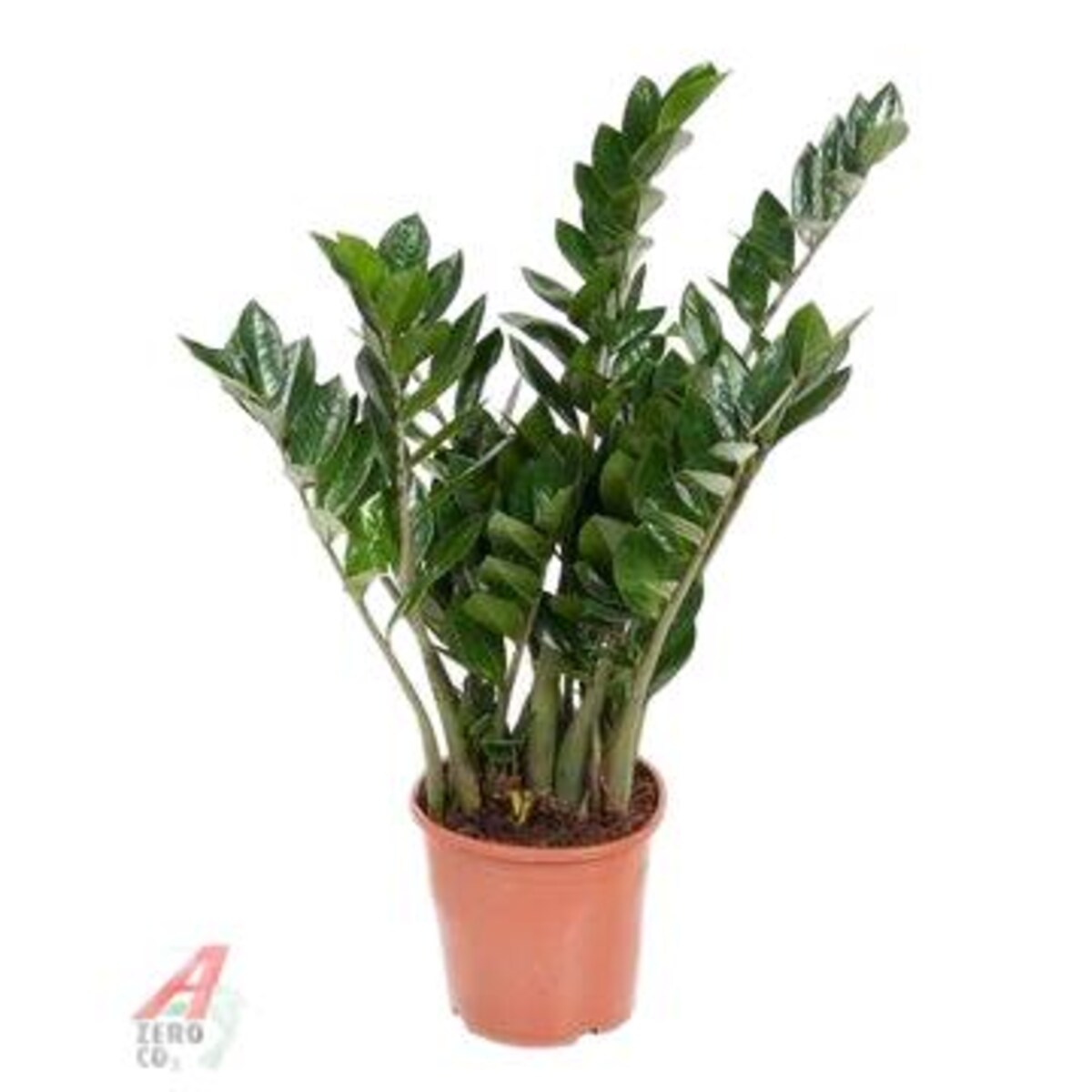 Zamioculcas zamiifolia – XXL – doniczka Ø 21 cm – wysokość 90 cm