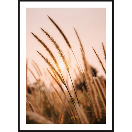 Poster Story, Plakat, Obraz - Trawy Zbóż o Zachodzie Słońca, wymiary 30 x 42 cm