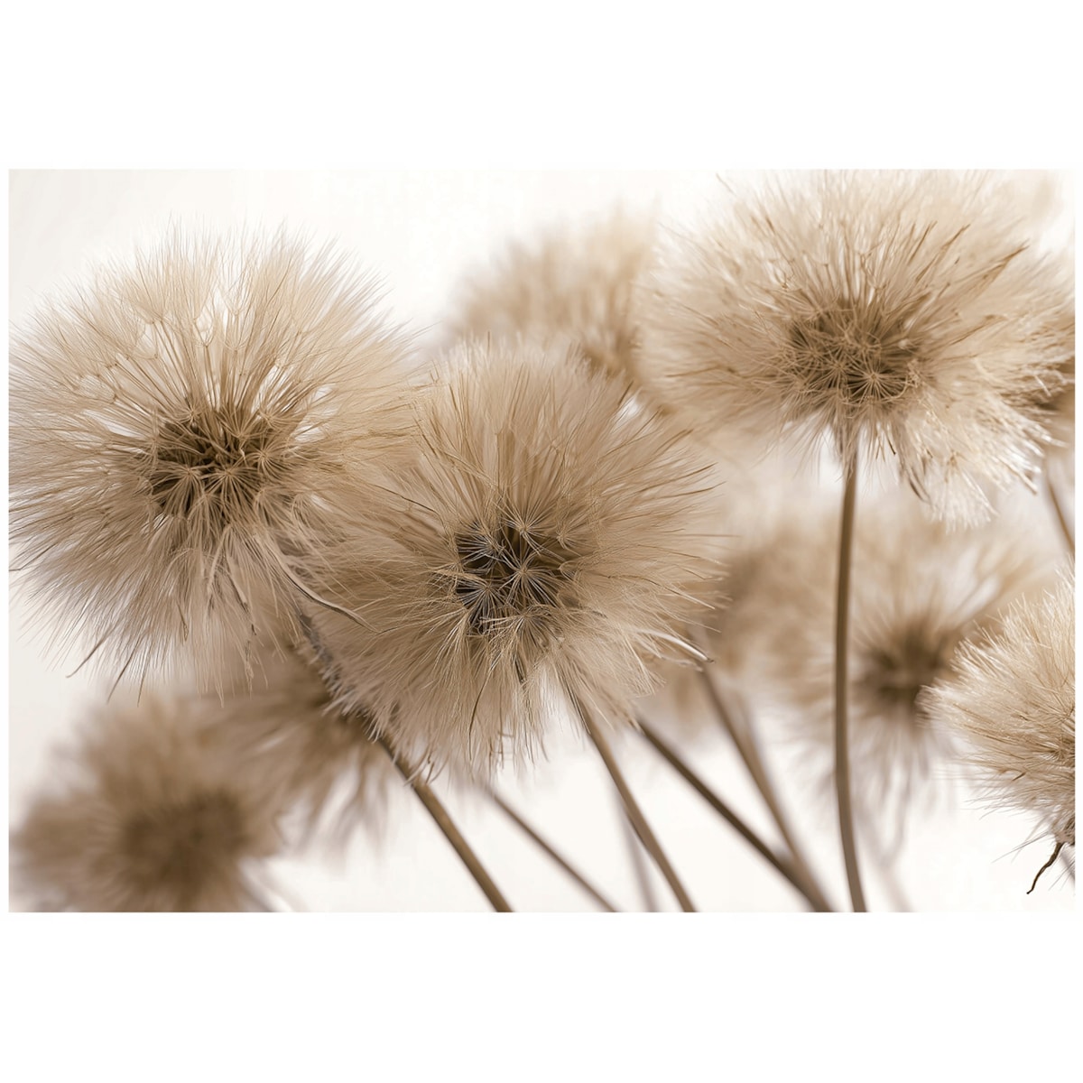 Fototapeta Do Sypialni Salonu Na Flizelinie Dmuchawce Natura Brązowy 350x250