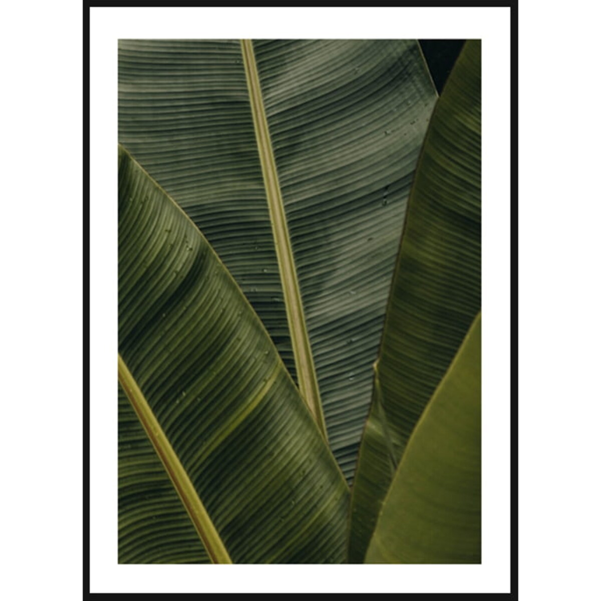 Poster Story, Plakat, Obraz - Liście Bananowca, wymiary 70 x 100 cm