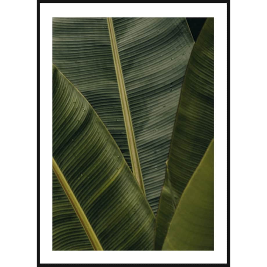 Poster Story, Plakat, Obraz - Liście Bananowca, wymiary 70 x 100 cm