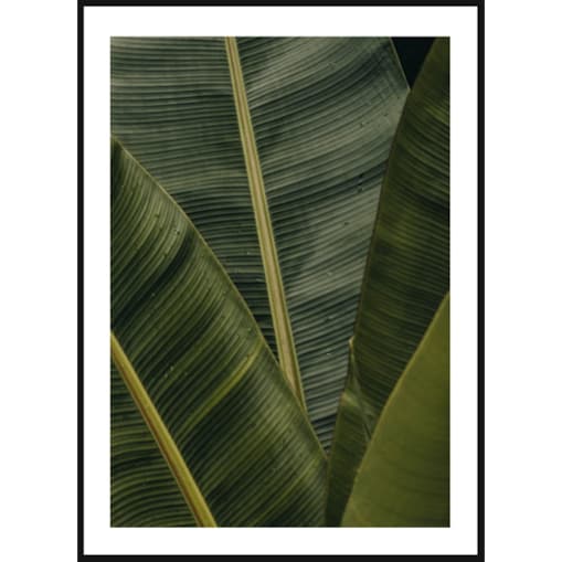 Poster Story, Plakat, Obraz - Liście Bananowca, wymiary 70 x 100 cm