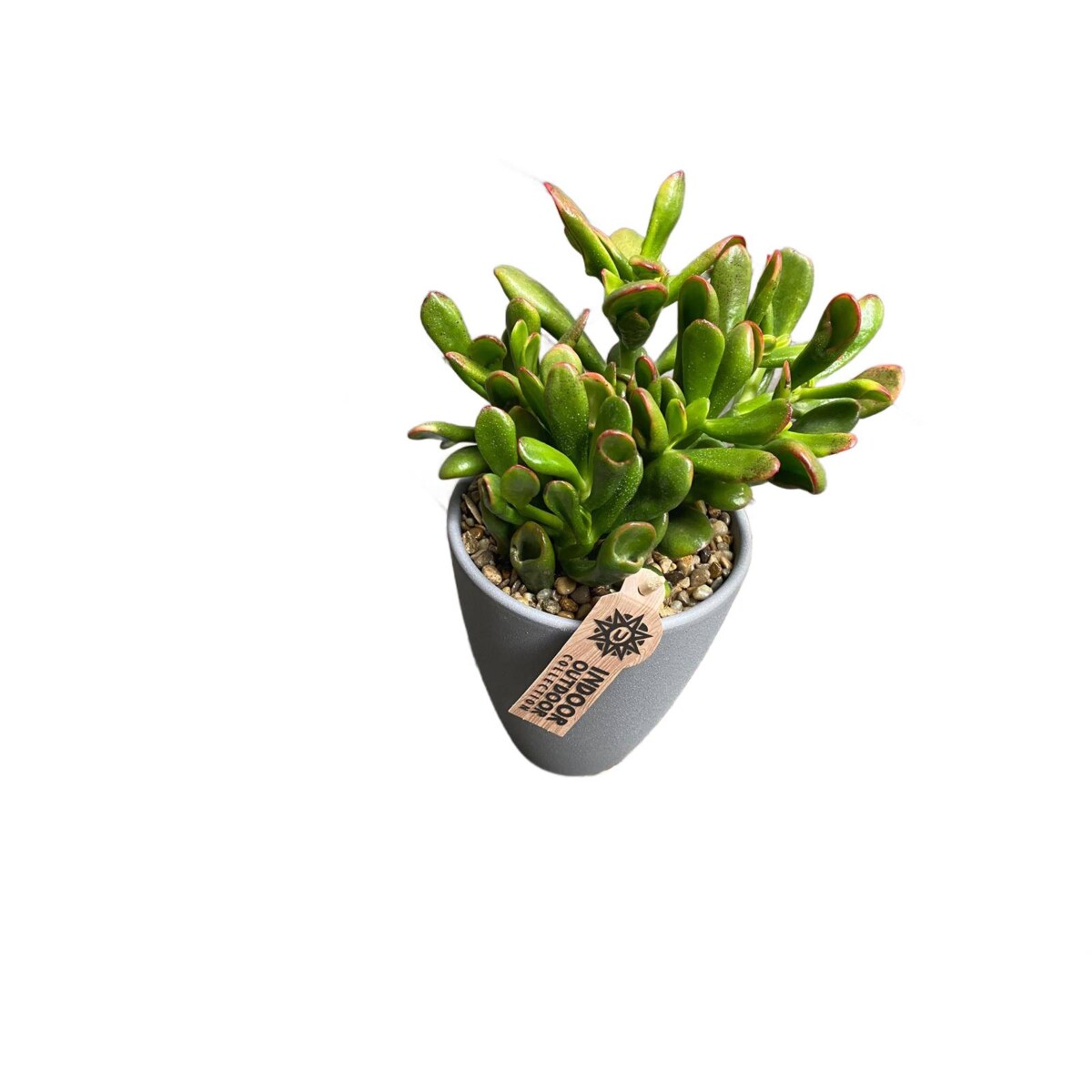 Crassula ovata Gollum| Uszy Shreka | Grubosz – Ø 13cm wysokość 22,5cm