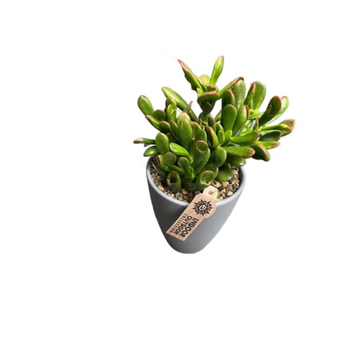 Crassula ovata Gollum| Uszy Shreka | Grubosz – Ø 13cm wysokość 22,5cm