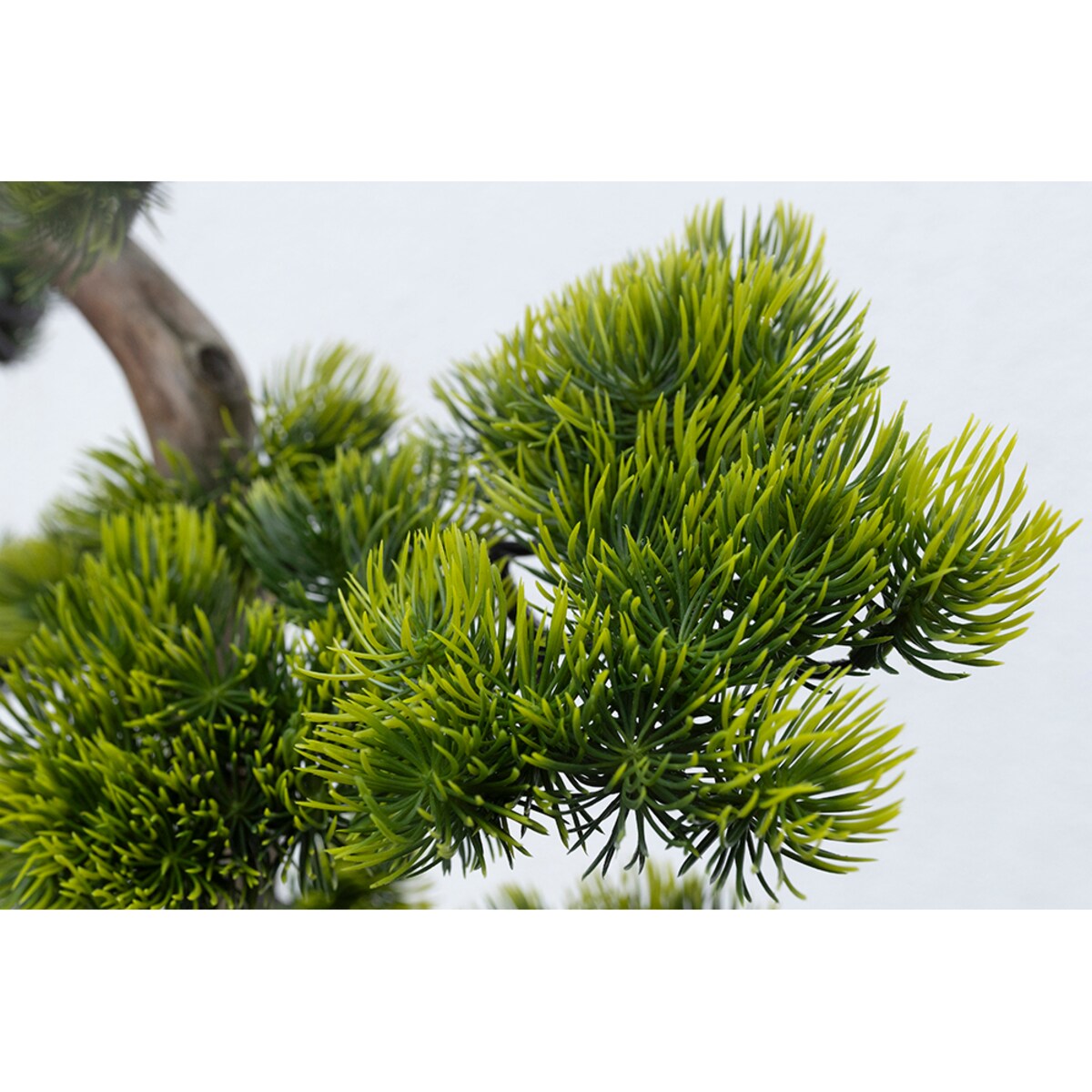 Bonsai iglaste na naturalnym pniu 155 cm