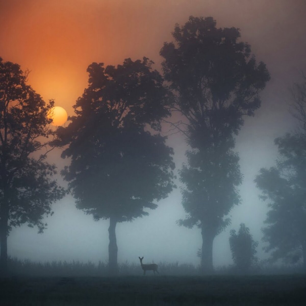 OBRAZ PODŚWIETLANY LED SARNA ramka czarna CANVAS SLIM 40x50cm + zasilacz