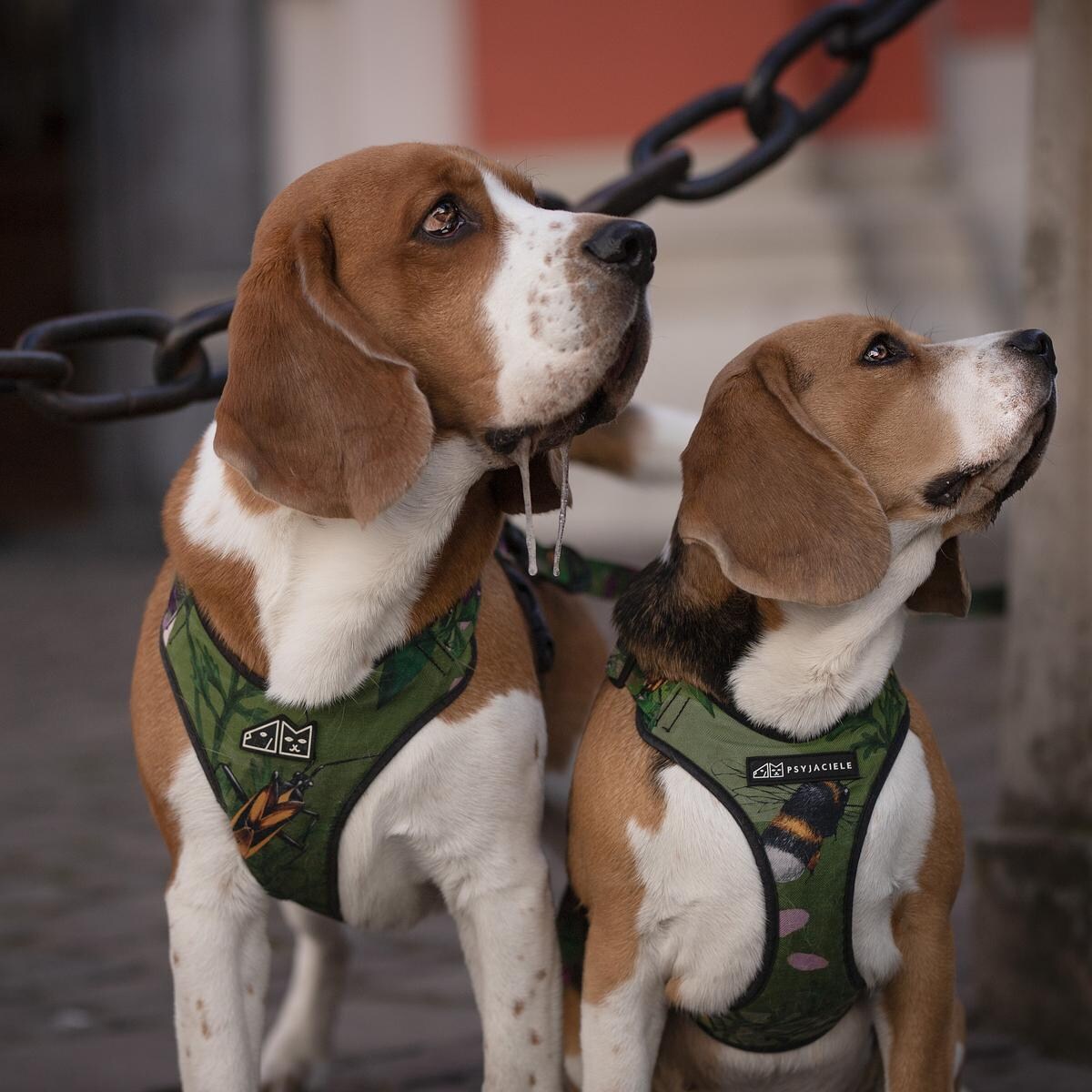 Szelki bezuciskowe dla psa lub kota "Oopsy Daisy" - Szerokość taśmy: 25mm, Rozmiar: L