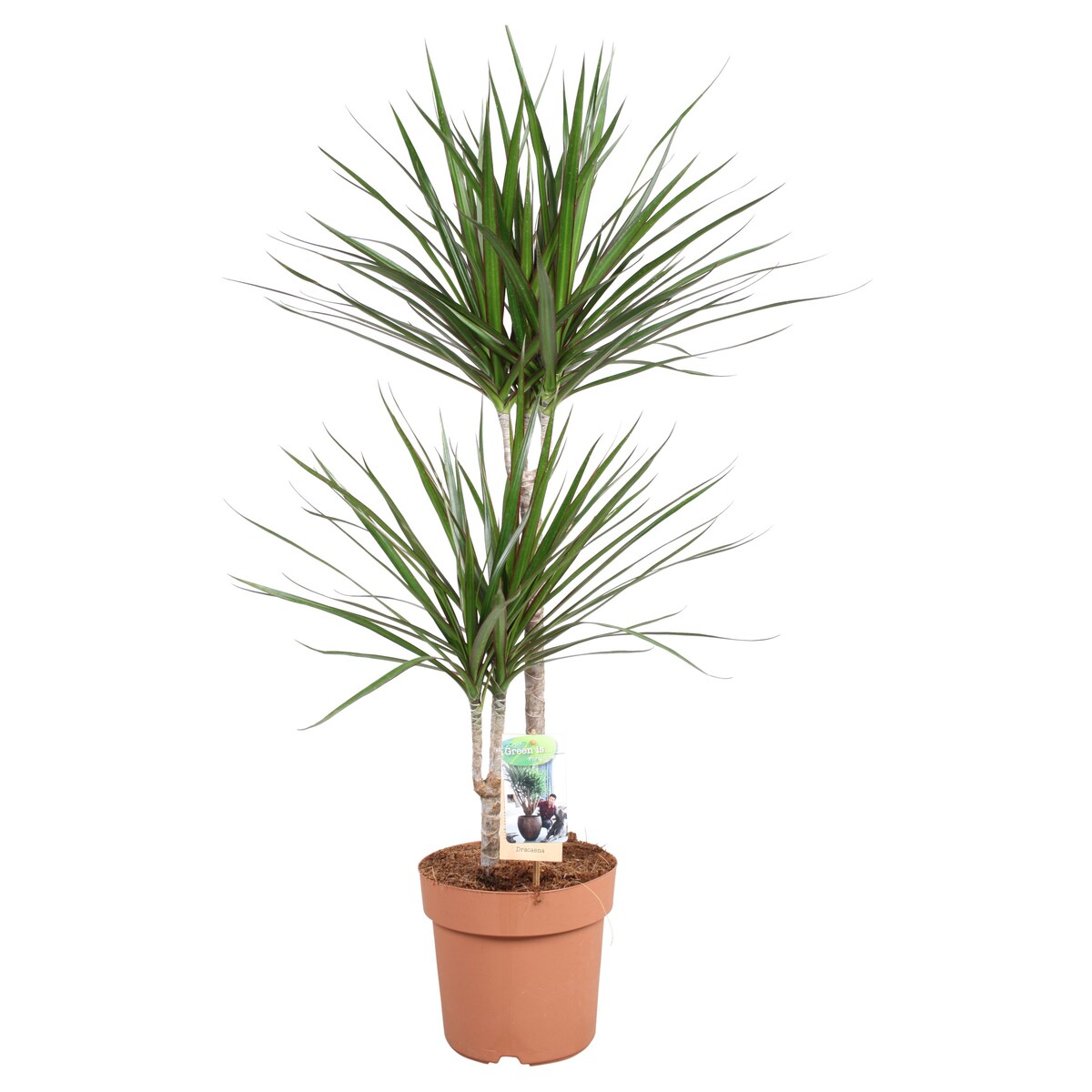 Dracaena marginata XXL | Doniczka Ø 21 cm | Wysokość ok. 90 cm